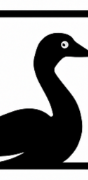 Snow Goose