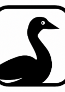 Snow Goose